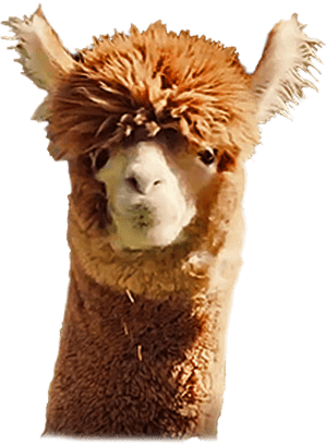 Osvezi Leto Lama